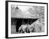 Camels in Zoo Park, Washington, D.C.-null-Framed Photo