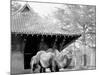 Camels in Zoo Park, Washington, D.C.-null-Mounted Photo