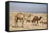 Camels Near the Dead Sea, Jordan, Middle East-Richard Maschmeyer-Framed Stretched Canvas
