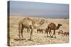 Camels Near the Dead Sea, Jordan, Middle East-Richard Maschmeyer-Stretched Canvas