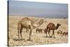 Camels Near the Dead Sea, Jordan, Middle East-Richard Maschmeyer-Stretched Canvas