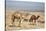 Camels Near the Dead Sea, Jordan, Middle East-Richard Maschmeyer-Stretched Canvas