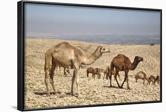 Camels Near the Dead Sea, Jordan, Middle East-Richard Maschmeyer-Framed Photographic Print