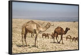 Camels Near the Dead Sea, Jordan, Middle East-Richard Maschmeyer-Framed Photographic Print