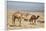 Camels Near the Dead Sea, Jordan, Middle East-Richard Maschmeyer-Framed Photographic Print