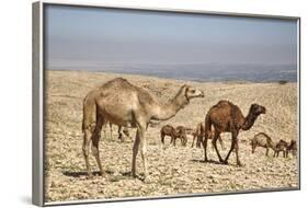 Camels Near the Dead Sea, Jordan, Middle East-Richard Maschmeyer-Framed Photographic Print