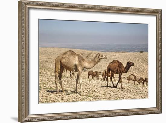 Camels Near the Dead Sea, Jordan, Middle East-Richard Maschmeyer-Framed Photographic Print