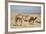 Camels Near the Dead Sea, Jordan, Middle East-Richard Maschmeyer-Framed Photographic Print