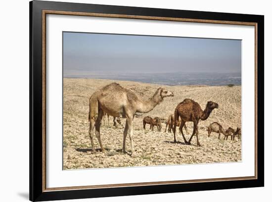 Camels Near the Dead Sea, Jordan, Middle East-Richard Maschmeyer-Framed Photographic Print