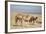 Camels Near the Dead Sea, Jordan, Middle East-Richard Maschmeyer-Framed Photographic Print