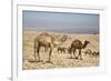 Camels Near the Dead Sea, Jordan, Middle East-Richard Maschmeyer-Framed Photographic Print