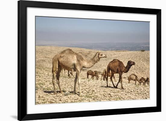 Camels Near the Dead Sea, Jordan, Middle East-Richard Maschmeyer-Framed Photographic Print