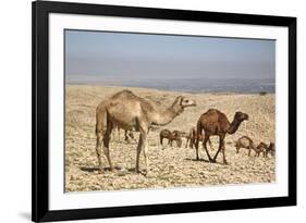 Camels Near the Dead Sea, Jordan, Middle East-Richard Maschmeyer-Framed Photographic Print