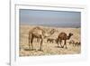 Camels Near the Dead Sea, Jordan, Middle East-Richard Maschmeyer-Framed Photographic Print