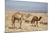 Camels Near the Dead Sea, Jordan, Middle East-Richard Maschmeyer-Mounted Photographic Print