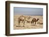 Camels Near the Dead Sea, Jordan, Middle East-Richard Maschmeyer-Framed Photographic Print