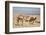 Camels Near the Dead Sea, Jordan, Middle East-Richard Maschmeyer-Framed Photographic Print