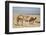 Camels Near the Dead Sea, Jordan, Middle East-Richard Maschmeyer-Framed Photographic Print