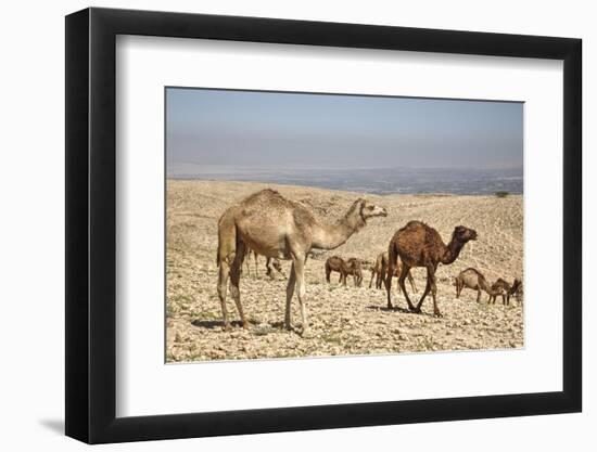 Camels Near the Dead Sea, Jordan, Middle East-Richard Maschmeyer-Framed Photographic Print