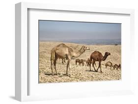 Camels Near the Dead Sea, Jordan, Middle East-Richard Maschmeyer-Framed Photographic Print