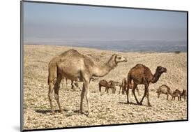 Camels Near the Dead Sea, Jordan, Middle East-Richard Maschmeyer-Mounted Photographic Print