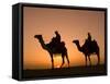 Camels Near the Pyramids at Giza, Cairo, Egypt-Doug Pearson-Framed Stretched Canvas