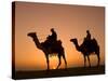 Camels Near the Pyramids at Giza, Cairo, Egypt-Doug Pearson-Stretched Canvas