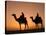 Camels Near the Pyramids at Giza, Cairo, Egypt-Doug Pearson-Stretched Canvas