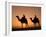 Camels Near the Pyramids at Giza, Cairo, Egypt-Doug Pearson-Framed Photographic Print