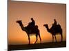 Camels Near the Pyramids at Giza, Cairo, Egypt-Doug Pearson-Mounted Photographic Print