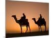 Camels Near the Pyramids at Giza, Cairo, Egypt-Doug Pearson-Mounted Photographic Print