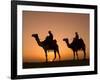 Camels Near the Pyramids at Giza, Cairo, Egypt-Doug Pearson-Framed Photographic Print