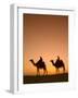 Camels Near the Pyramids at Giza, Cairo, Egypt-Doug Pearson-Framed Photographic Print