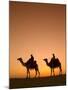 Camels Near the Pyramids at Giza, Cairo, Egypt-Doug Pearson-Mounted Photographic Print