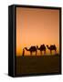 Camels Near the Pyramids at Giza, Cairo, Egypt-Doug Pearson-Framed Stretched Canvas