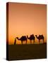 Camels Near the Pyramids at Giza, Cairo, Egypt-Doug Pearson-Stretched Canvas