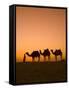 Camels Near the Pyramids at Giza, Cairo, Egypt-Doug Pearson-Framed Stretched Canvas