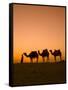 Camels Near the Pyramids at Giza, Cairo, Egypt-Doug Pearson-Framed Stretched Canvas