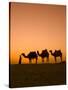 Camels Near the Pyramids at Giza, Cairo, Egypt-Doug Pearson-Stretched Canvas