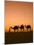 Camels Near the Pyramids at Giza, Cairo, Egypt-Doug Pearson-Mounted Photographic Print