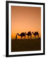 Camels Near the Pyramids at Giza, Cairo, Egypt-Doug Pearson-Framed Photographic Print