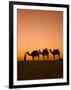 Camels Near the Pyramids at Giza, Cairo, Egypt-Doug Pearson-Framed Photographic Print