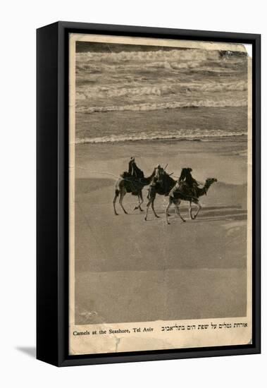 Camels on Seashore, Tel Aviv, Israel-null-Framed Stretched Canvas