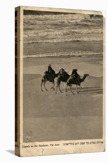 Camels on Seashore, Tel Aviv, Israel-null-Stretched Canvas