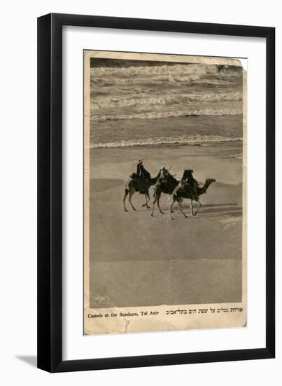 Camels on Seashore, Tel Aviv, Israel-null-Framed Art Print