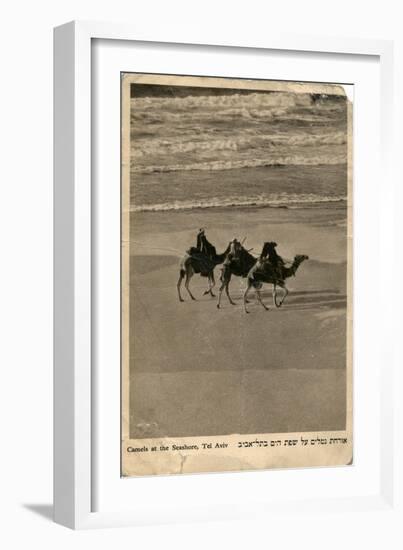 Camels on Seashore, Tel Aviv, Israel-null-Framed Art Print