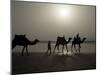 Camels on the Beach, Essaouira, Morocco, North Africa, Africa-Ethel Davies-Mounted Photographic Print