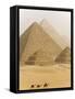 Camels Pass in Front of the Pyramids at Giza, Egypt-Julian Love-Framed Stretched Canvas