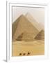 Camels Pass in Front of the Pyramids at Giza, Egypt-Julian Love-Framed Photographic Print