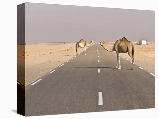 Camels Standing on the Road Between Nouadhibou and Nouakchott, Mauritania, Africa-Michael Runkel-Stretched Canvas